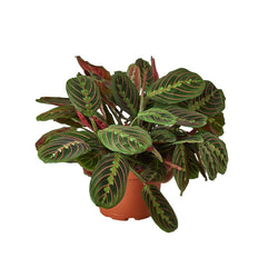 Red prayer plant from above showing red-veined leaves