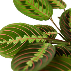 Close-up of red prayer plant leaf veins