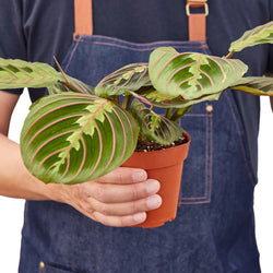 Hand holding a 4 inch red prayer plant