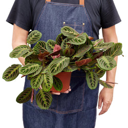 Full 6 inch red prayer plant held in two hands