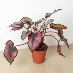 Rex Begonia (Begonia rex-cultorum) in 4 inch nursery grow pot on neutral background