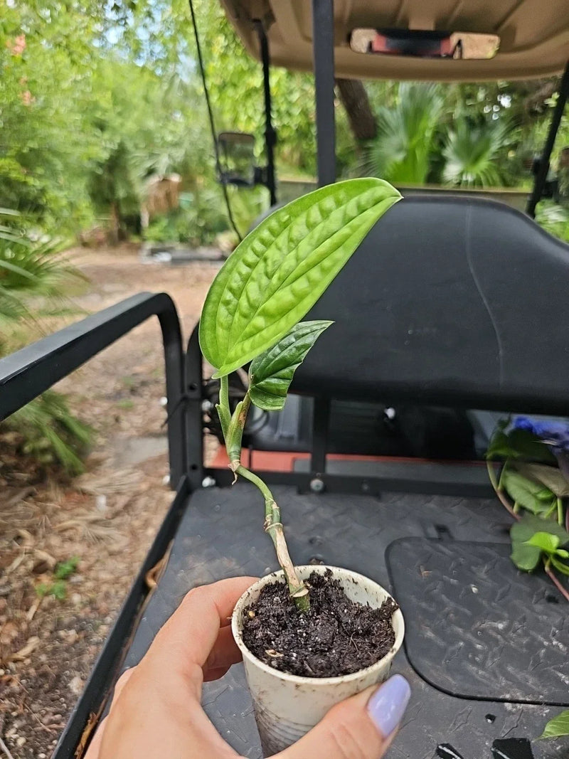 Monstera Peru Karstenianum Live Plant in 2.5" Pot – Tropical Houseplant, Rooted, Exotic Foliage