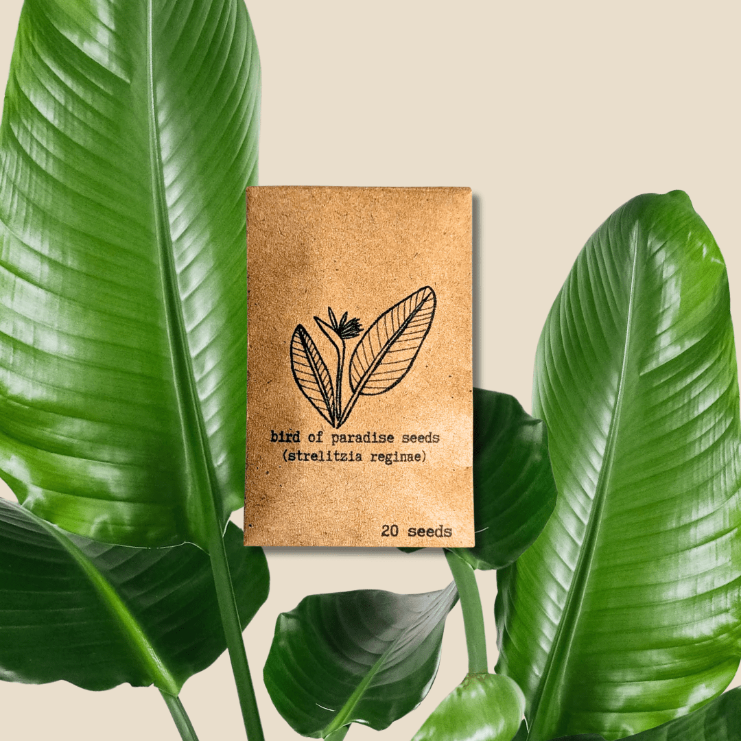 Bird of Paradise Seeds: Strelitzia Reginae or Nicolai