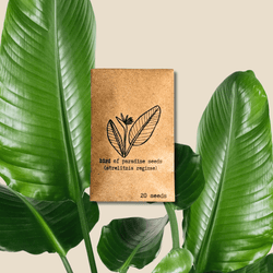 Bird of Paradise Seeds: Strelitzia Reginae or Nicolai