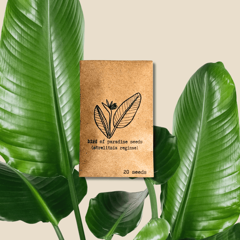 Bird of Paradise Seeds: Strelitzia Reginae or Nicolai