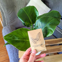 Bird of Paradise Seeds: Strelitzia Reginae or Nicolai