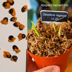 Bird of Paradise Seeds: Strelitzia Reginae or Nicolai