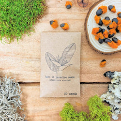 Bird of Paradise Seeds: Strelitzia Reginae or Nicolai