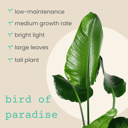 Bird of Paradise Seeds: Strelitzia Reginae or Nicolai