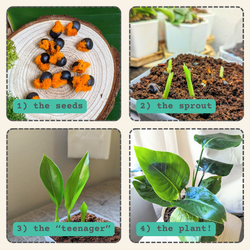 Bird of Paradise Seeds: Strelitzia Reginae or Nicolai