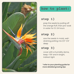 Bird of Paradise Seeds: Strelitzia Reginae or Nicolai