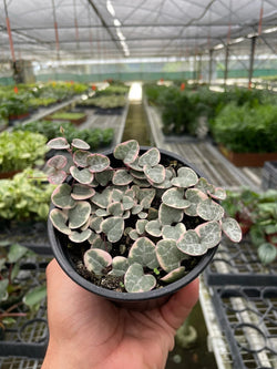 Variegated string of hearts in a 4 inch pot