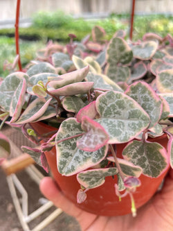 Close-up of variegated string of hearts leaves with pink edges