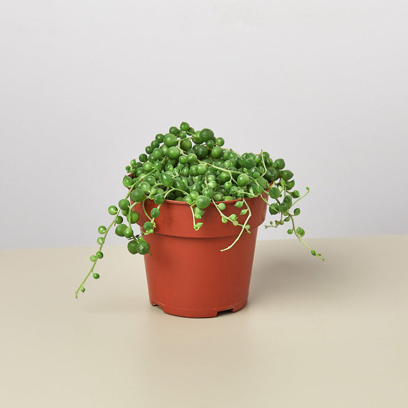 String of Pearls (Curio rowleyanus)