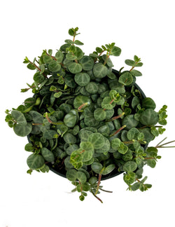 String of Turtles foliar canopy top view with turtle shell leaf patterns