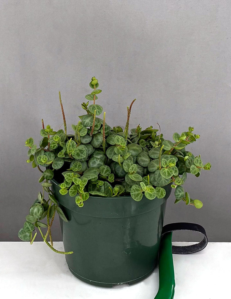 String of Turtles (Peperomia prostrata)