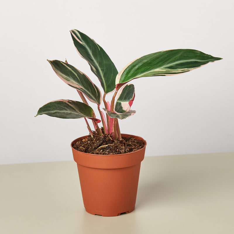 Stromanthe Triostar (Stromanthe thalia 'Triostar')