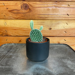 Opuntia Microdasys Albispina (Bunny Ears Cactus), 2-Inch Live Plant