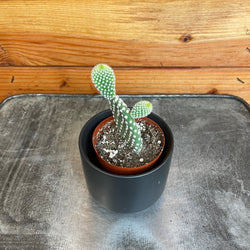Opuntia Microdasys Albispina (Bunny Ears Cactus), 2-Inch Live Plant
