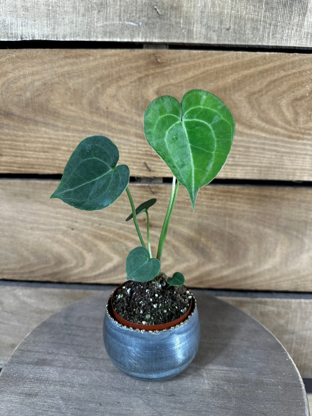 Anthurium Clarinervium, 2-Inch Live Plant