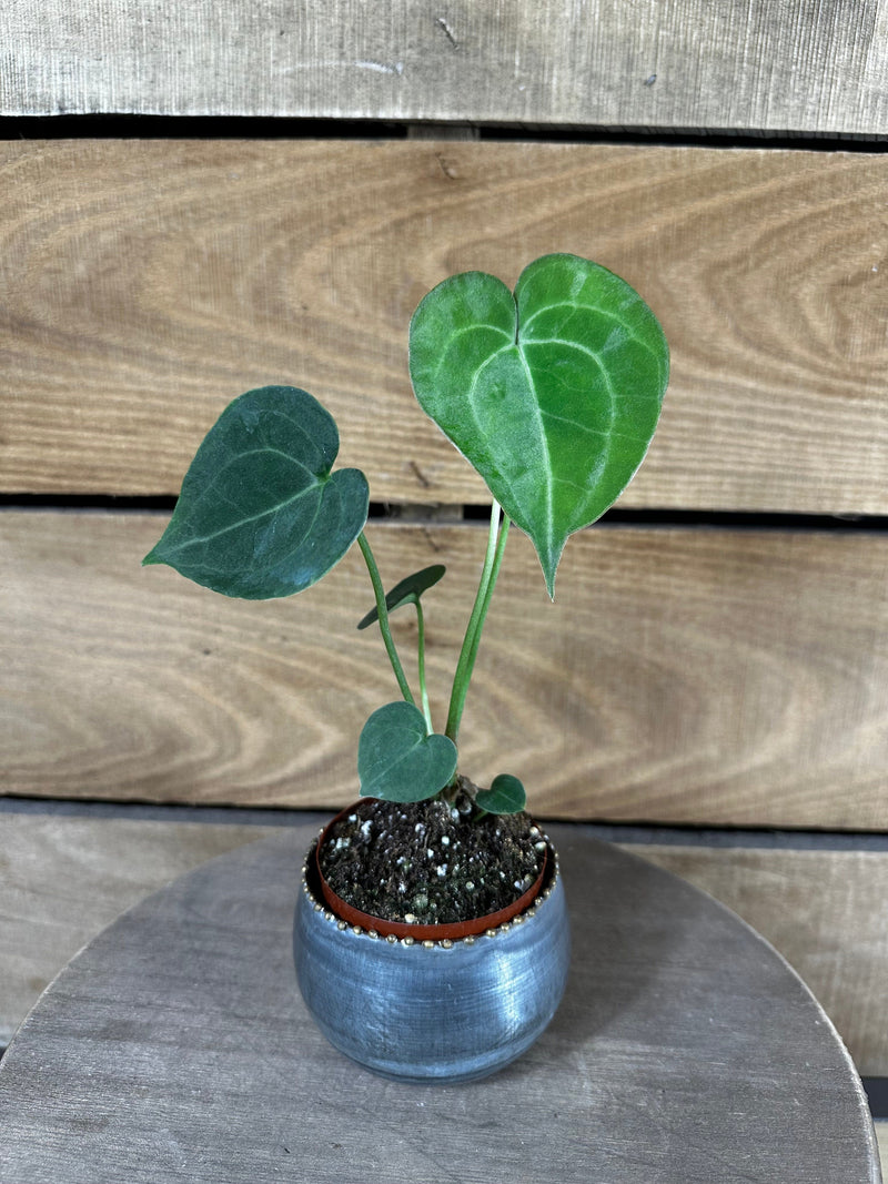 Anthurium Clarinervium, 2-Inch Live Plant