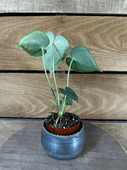 Anthurium Clarinervium, 2-Inch Live Plant