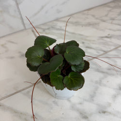 Strawberry Begonia Dark Form, 4-Inch Live Plant