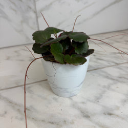Strawberry Begonia Dark Form, 4-Inch Live Plant