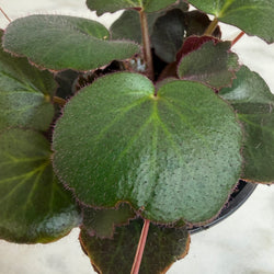 Strawberry Begonia Dark Form, 4-Inch Live Plant