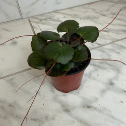 Strawberry Begonia Dark Form, 4-Inch Live Plant