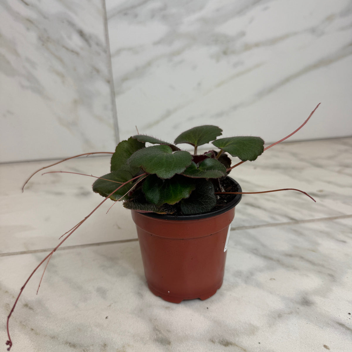 Strawberry Begonia Dark Form, 4-Inch Live Plant