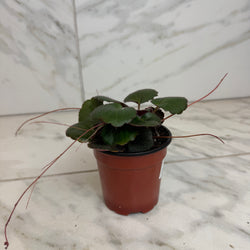 Strawberry Begonia Dark Form, 4-Inch Live Plant