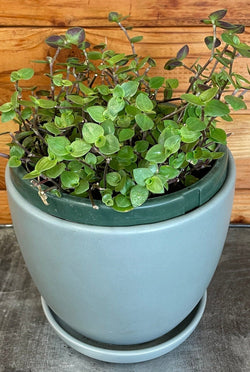 Inch Plant (Callisia repens) houseplant detail