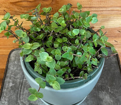 Inch Plant (Callisia repens) small green leaves