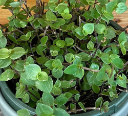 Inch Plant (Callisia repens) in a hanging planter