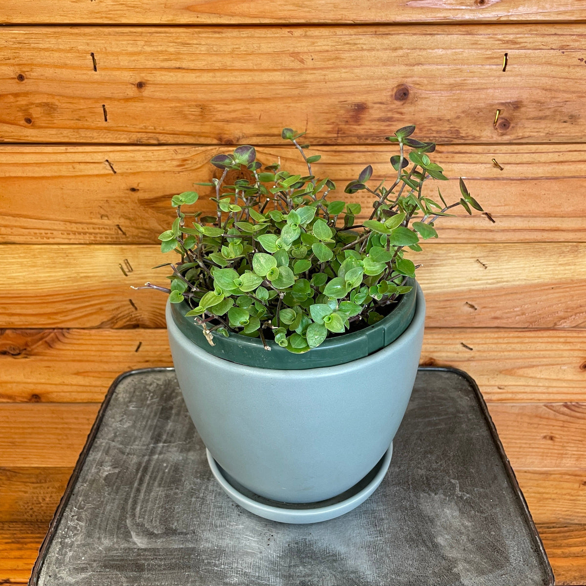 Inch Plant (Callisia repens) in a 6-inch pot