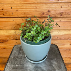 Inch Plant (Callisia repens) in a 6-inch pot