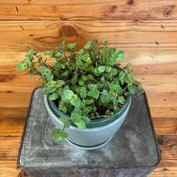 Inch Plant (Callisia repens) trailing stems