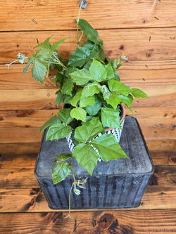 Grape Ivy (Cissus rhombifolia) trailing vines