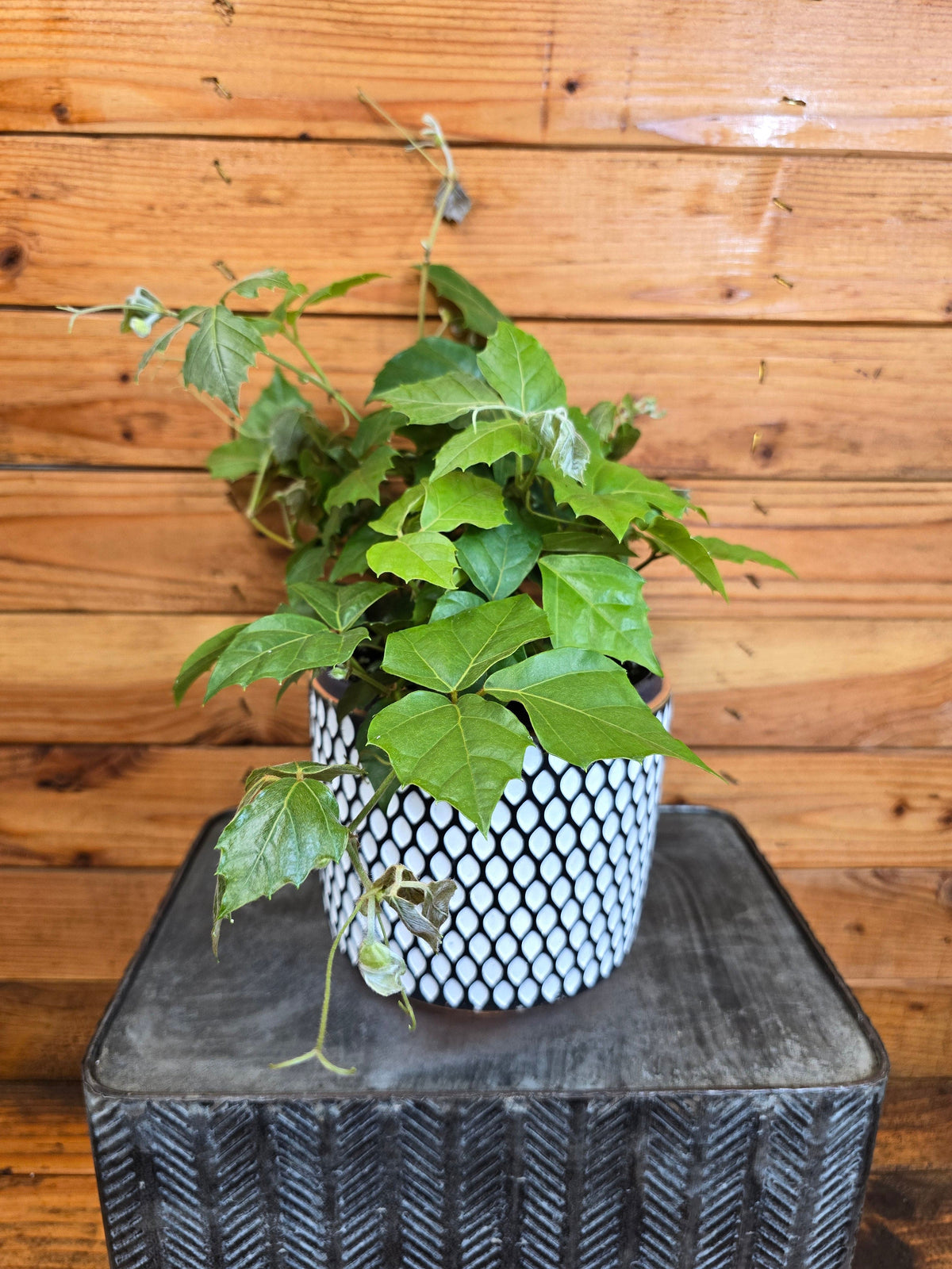 Grape Ivy (Cissus rhombifolia) in a 6-inch pot