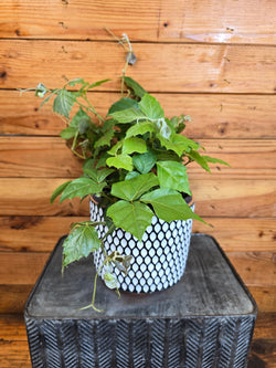Grape Ivy (Cissus rhombifolia) in a 6-inch pot