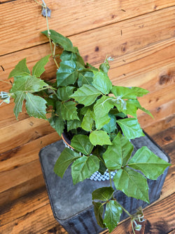 Grape Ivy (Cissus rhombifolia) leaves