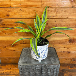 Dracaena Lemon Lime (Deremensis), 6-Inch Live Plant
