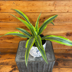 Dracaena Lemon Lime (Deremensis), 6-Inch Live Plant