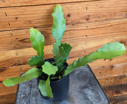 Beavertail Orchid Cactus (Epiphyllum anguliger) houseplant