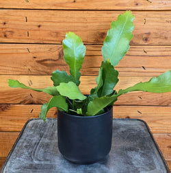 Beavertail Orchid Cactus (Epiphyllum anguliger) flat stems
