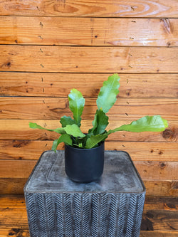 Beavertail Orchid Cactus (Epiphyllum anguliger) trailing stems