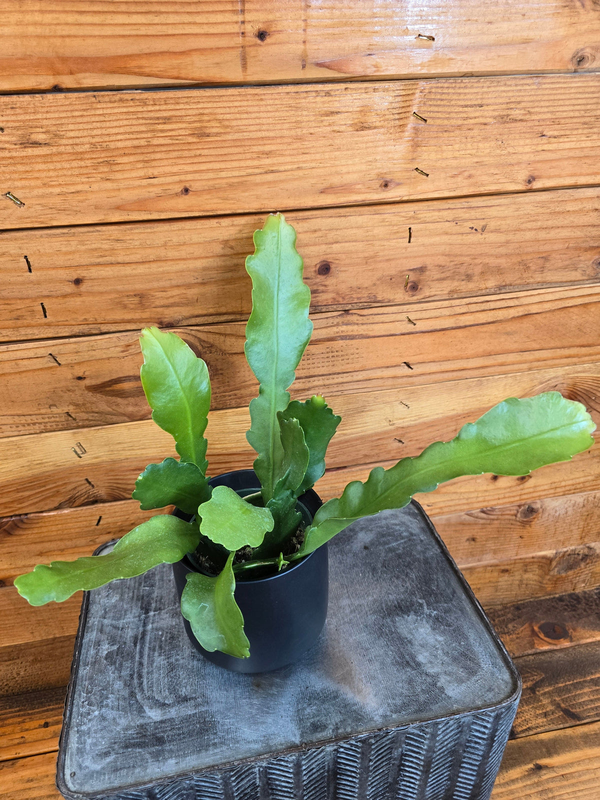 Beavertail Orchid Cactus (Epiphyllum anguliger) in a 4-inch pot