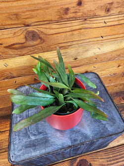 Red Oval Orchid Cactus (Pseudoripsalis) in a 4-inch pot