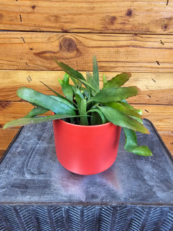Red Oval Orchid Cactus (Pseudoripsalis) trailing stems